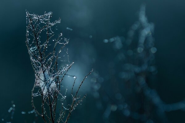 Ragnatela di notte con gocce d acqua