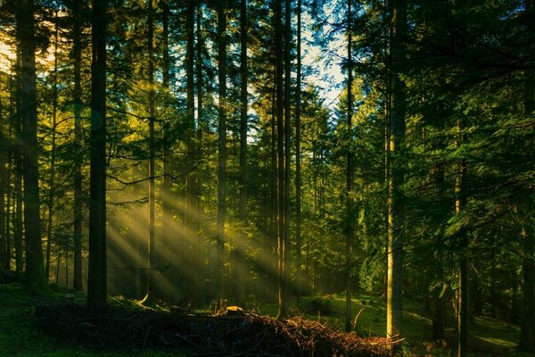 Una mañana soleada en el bosque de abetos