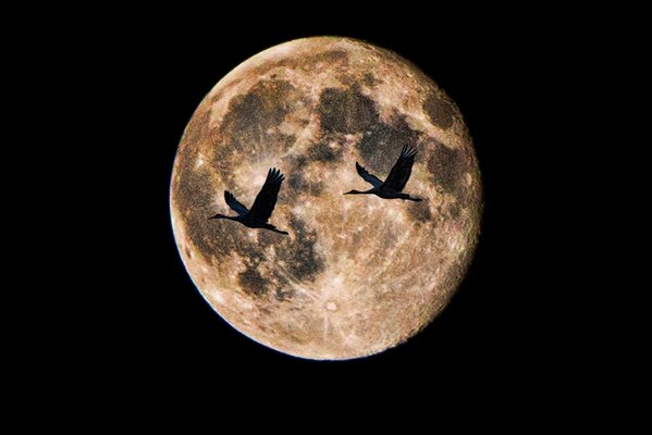 Hermosa Luna llena. Aves voladoras