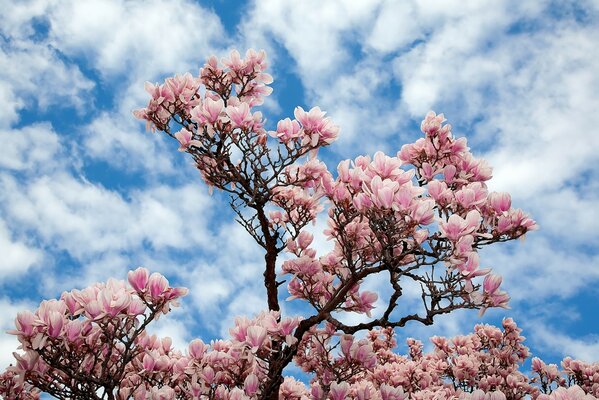 Blühender Baum auf einem Hintergrund von Wolken