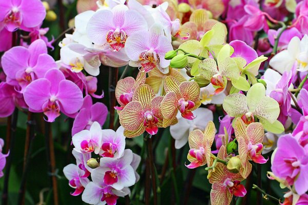 Orchidee bianche, rosa, verdi e variegate