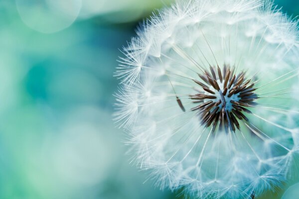 Airy white flower dandelion