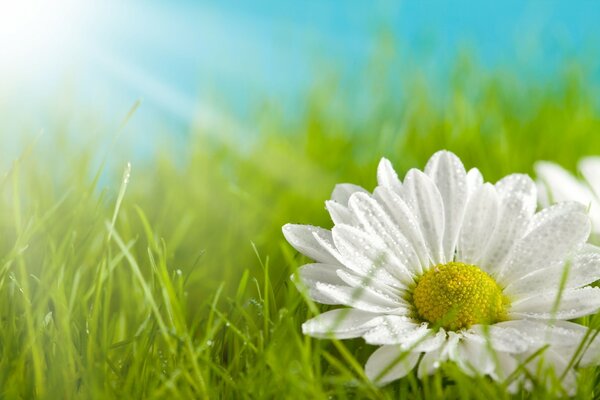 Białe płatki kwiatu rumianku, na tle zielonej trawy