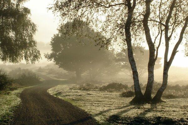 Foggy morning on the road among the birches