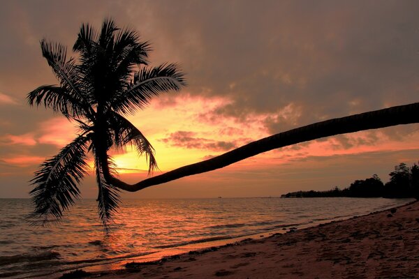 Árbol de palma en el fondo de la puesta de sol