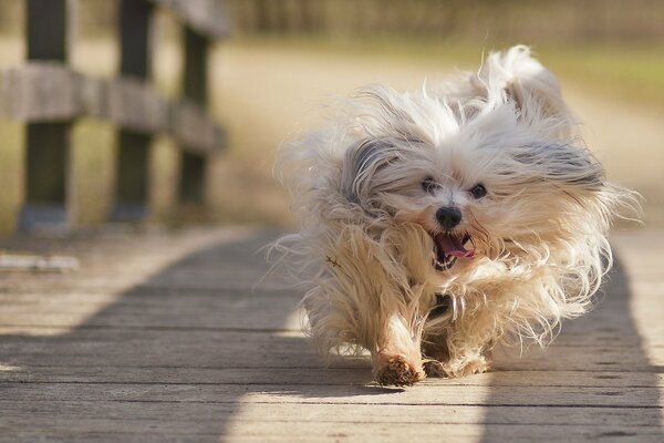 Ein Hund mit fröhlicher Stimmung läuft über die Brücke