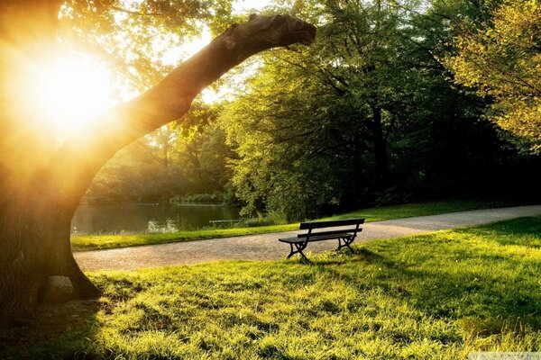 Panchina nel parco tra l erba verde