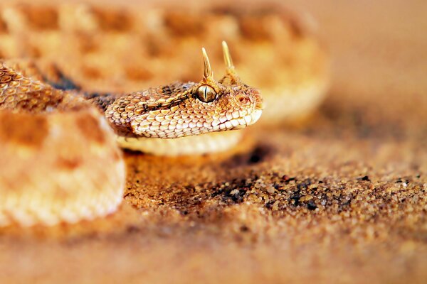 The horned viper is watching warily