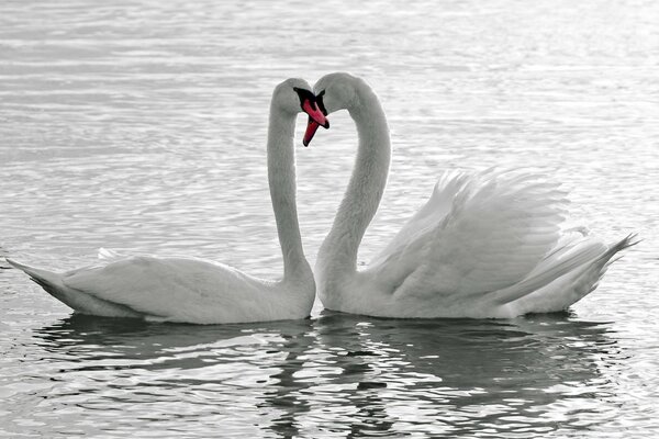 White swans in a pond, neck with heart