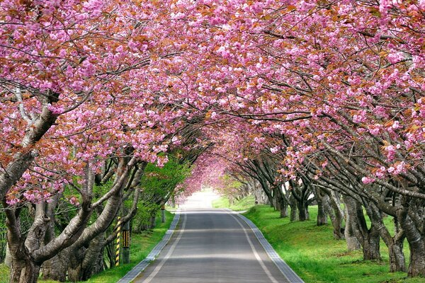 Paisaje camino con árboles