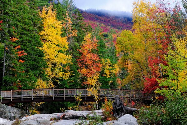 Bunter Herbst im Wald