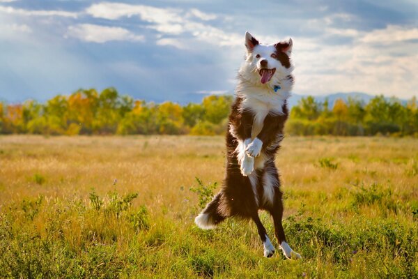 A dog in the field can afford everything