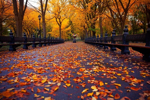 Im Herbstpark ist die Schönheit der Natur