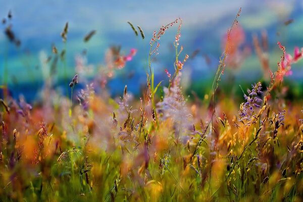 Das vielseitige Gras des Wiesensommers. Zärtlichkeit der Farben