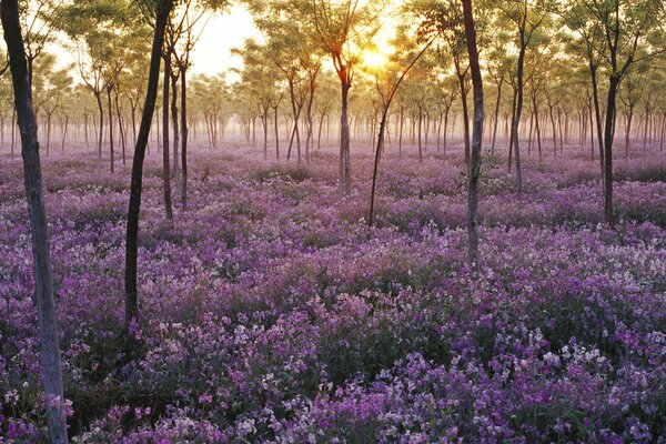 Mer de fleurs lilas parmi les arbres à tronc mince au coucher du soleil