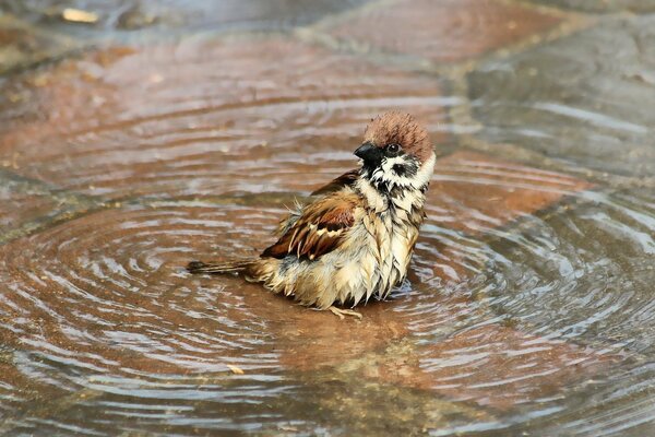 Sparrow takes a bath in a puddle