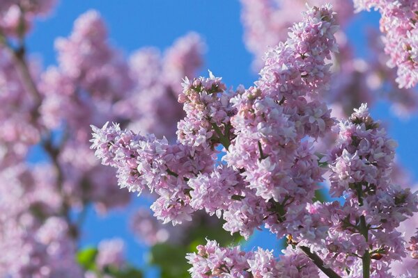 Flores de serenidad púrpura en invierno