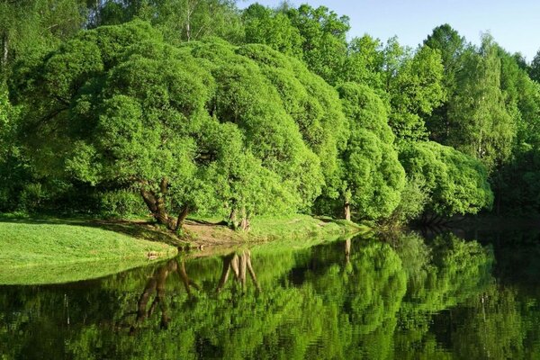 Grüne Landschaft mit der Reflexion von Bäumen im Fluss