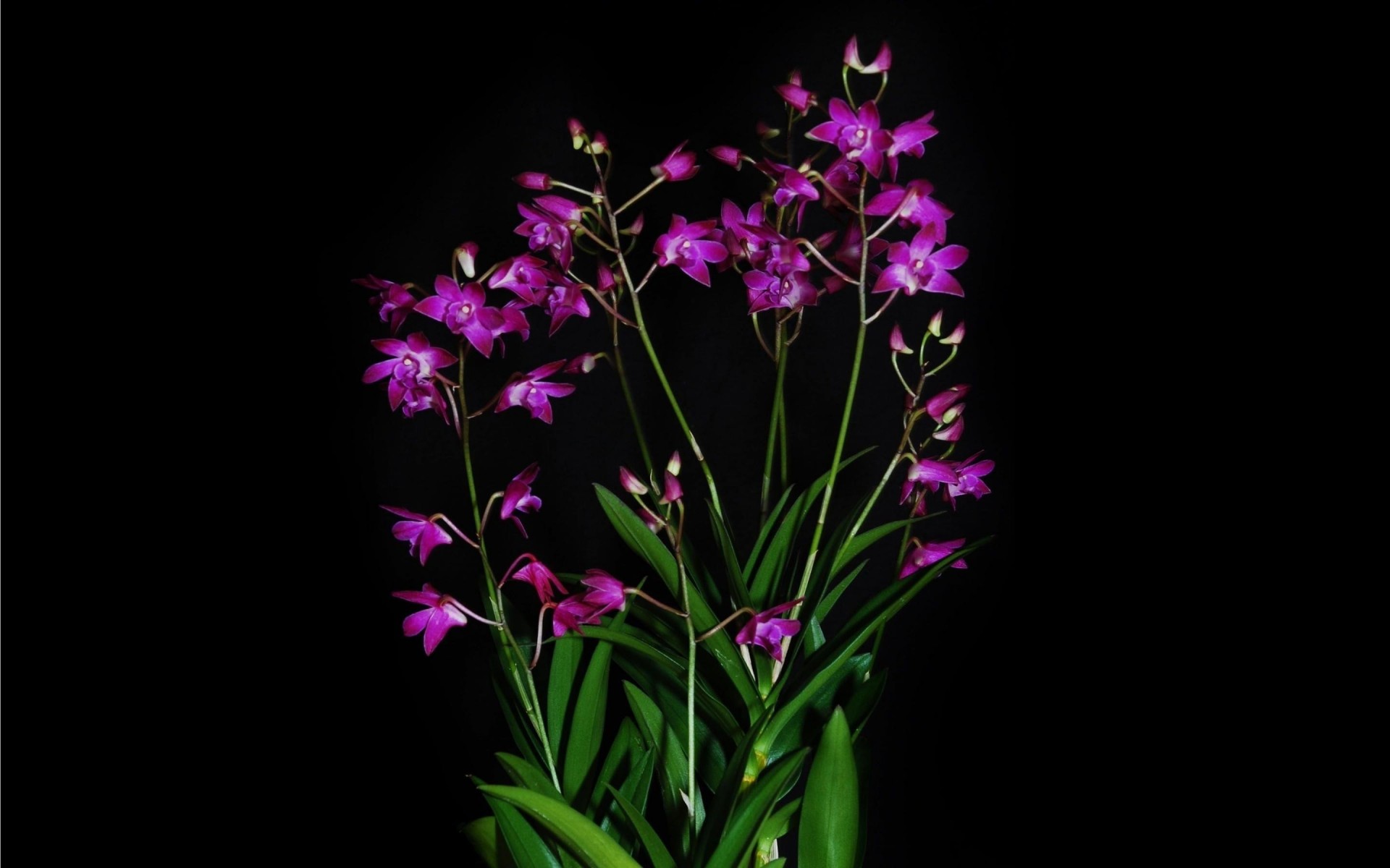 contrast black background orchid