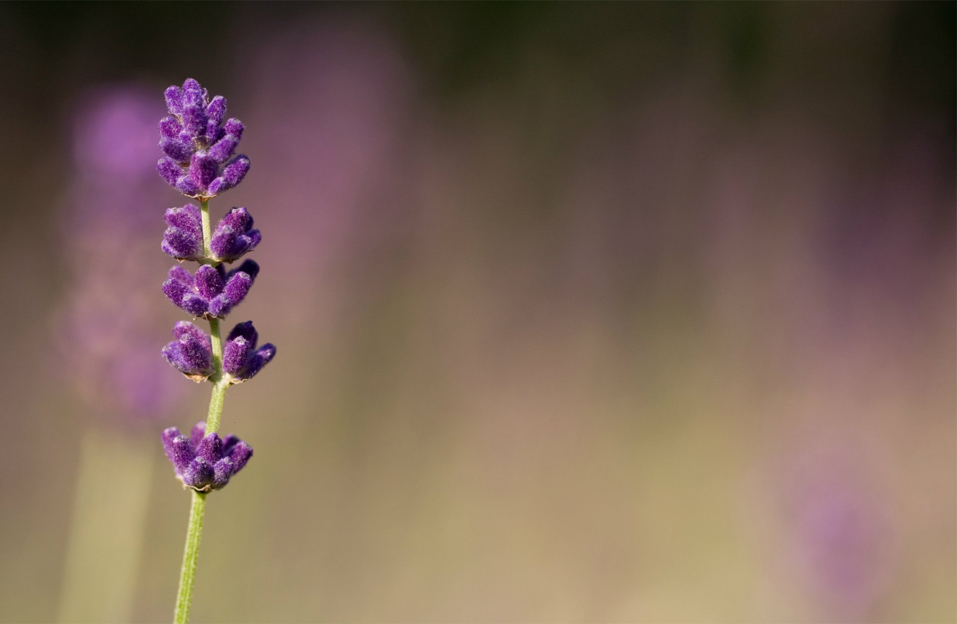 fiori lilla viola lavanda macro