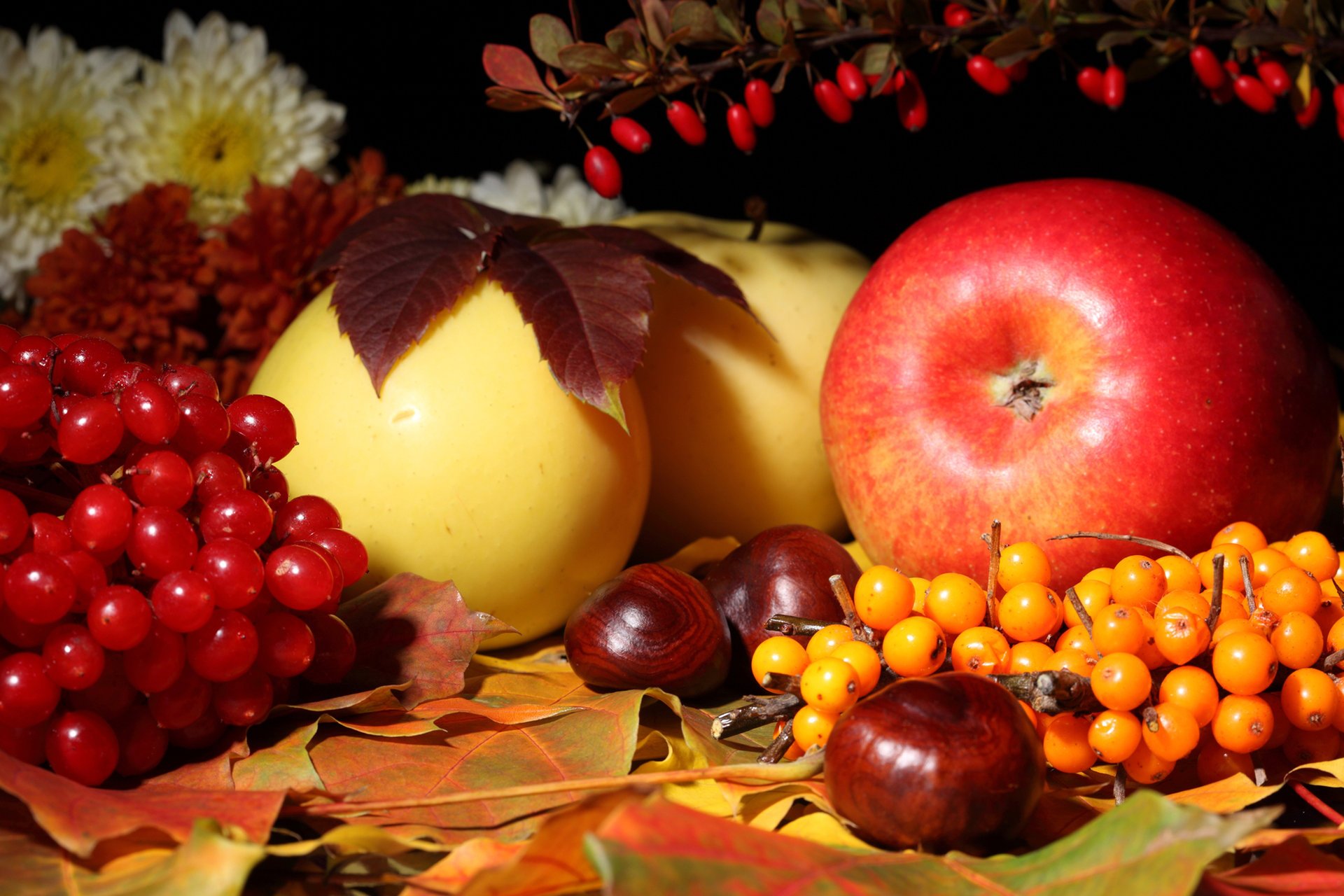 chestnut sea buckthorn flowers apples kalina autumn leave