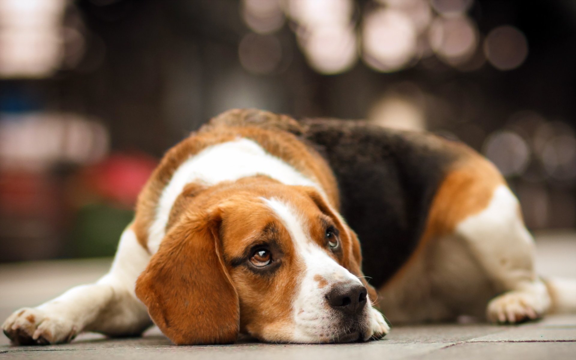 hund beagle freund