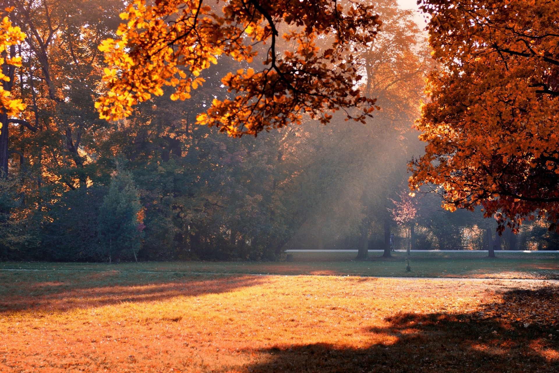 liście drzewa park jesień cień światło