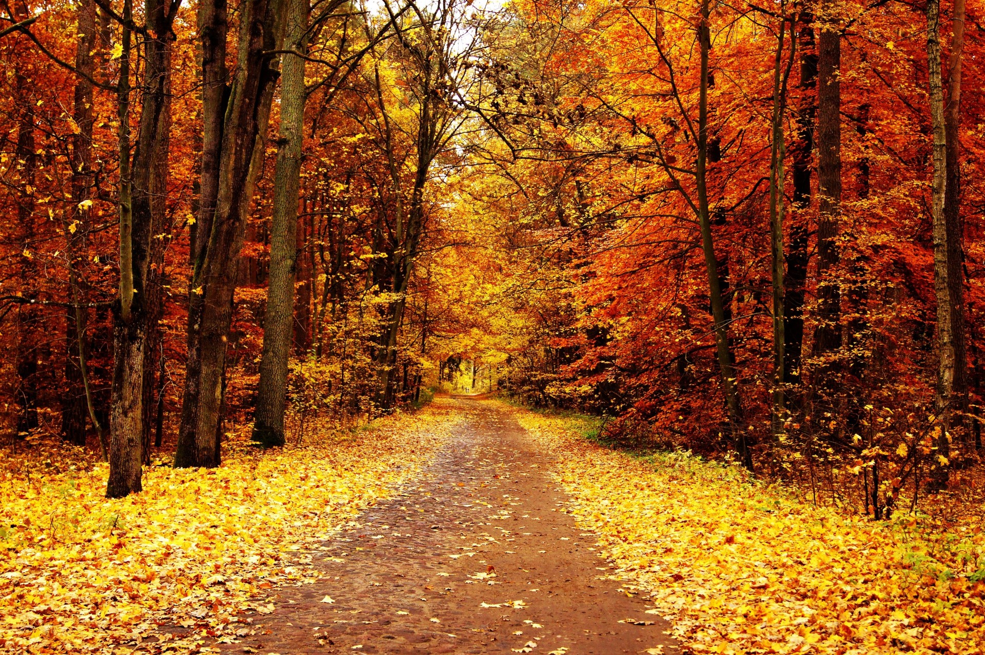 automne arbres parc