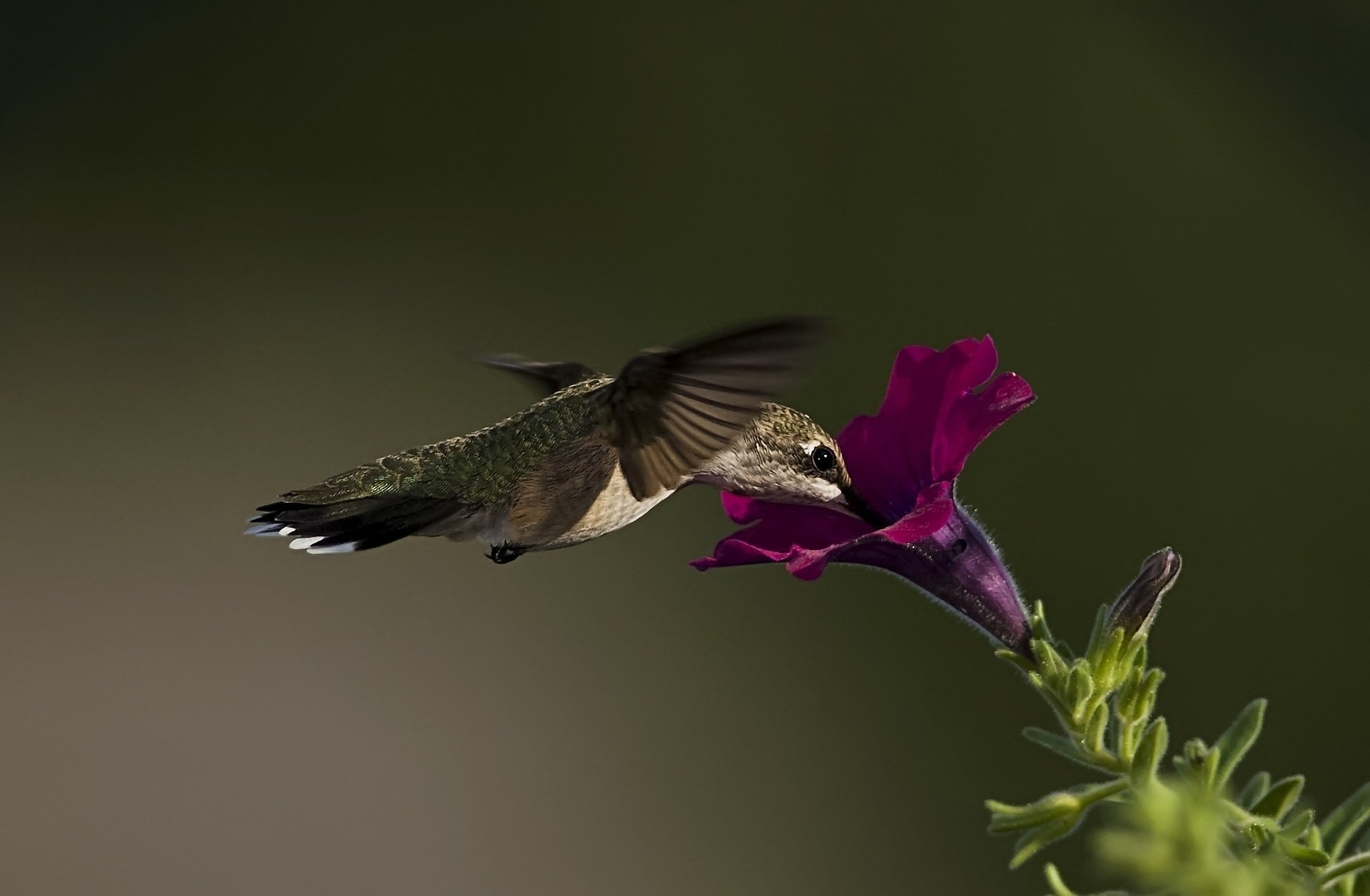 macro petunia uccello colibrì fiore