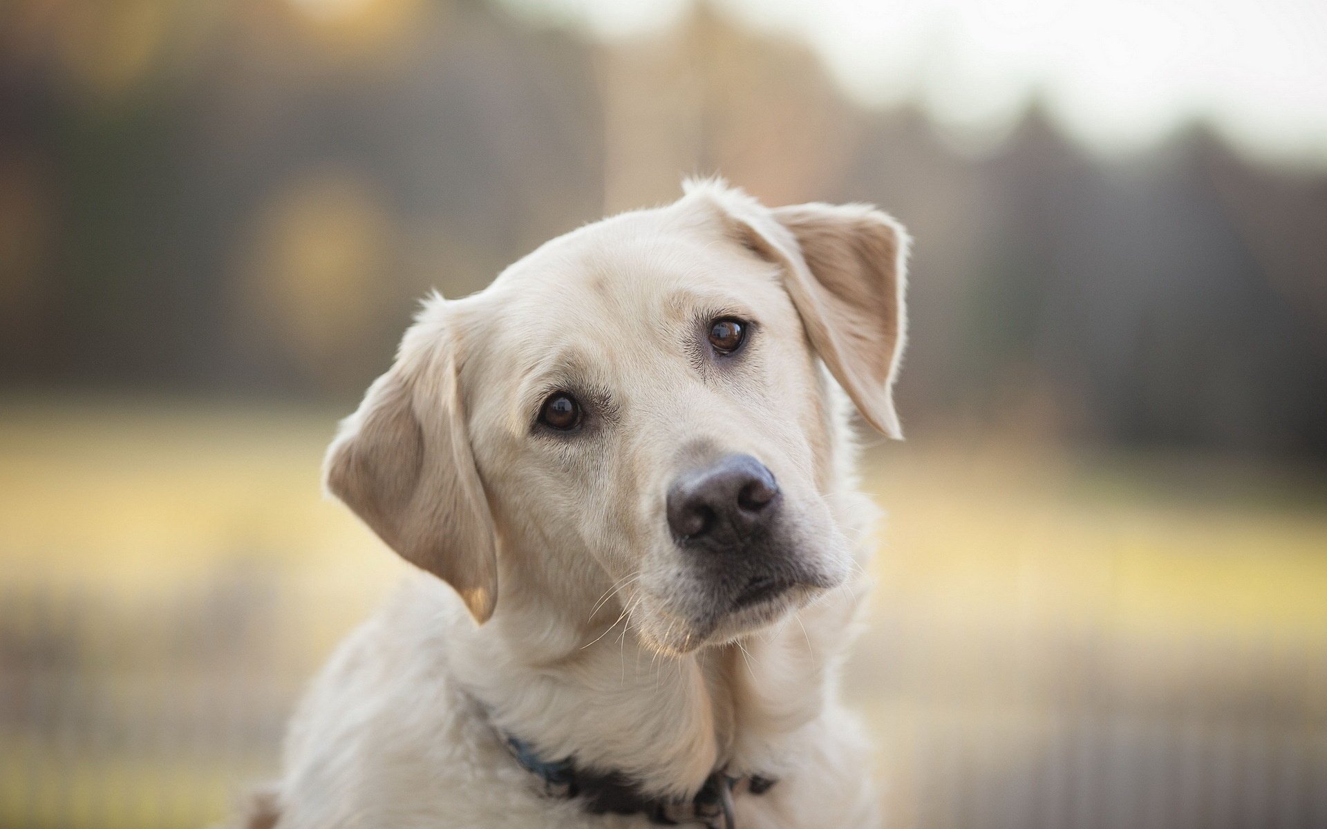 chien regard ami