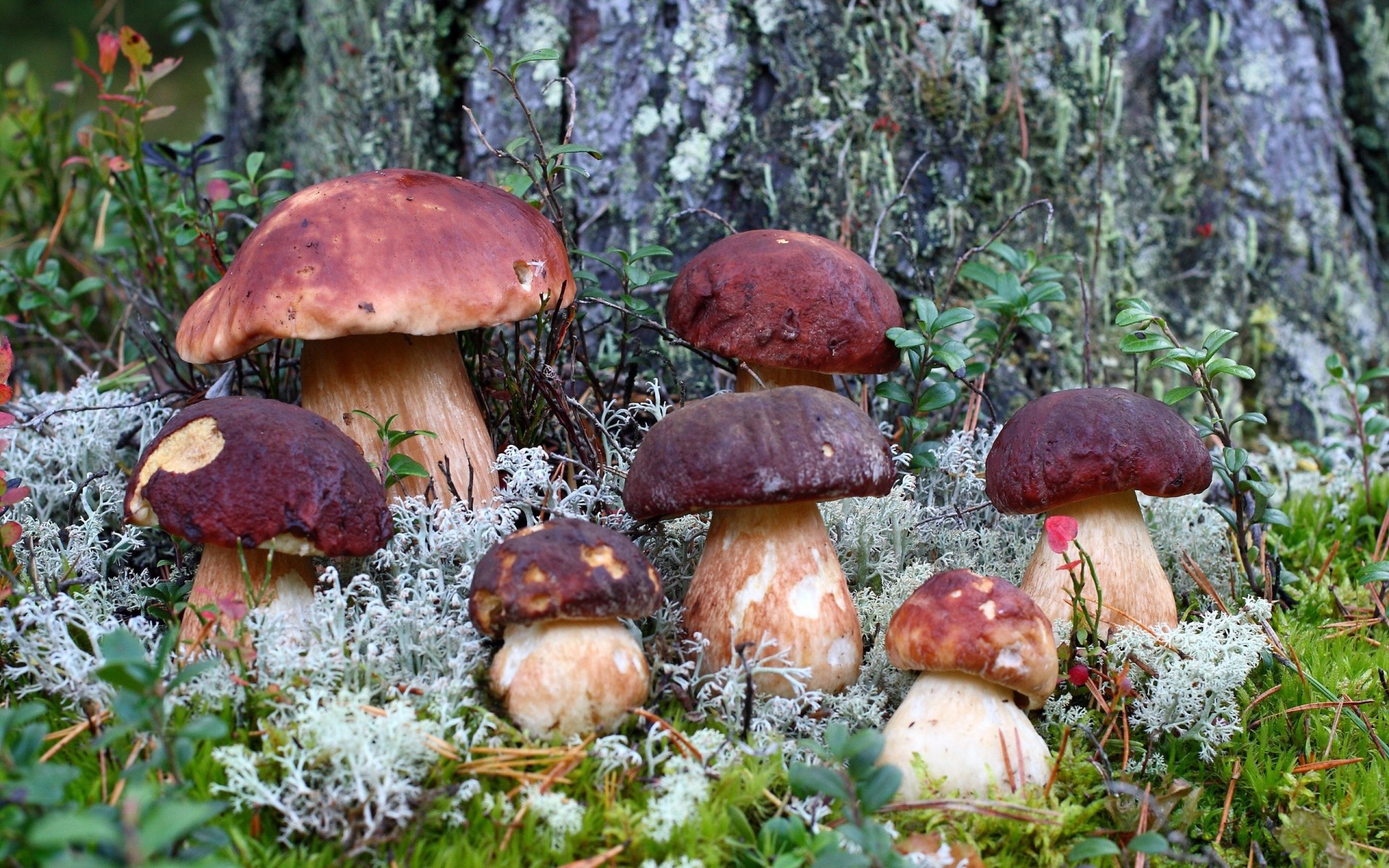 mousse herbe forêt gros plan automne champignons