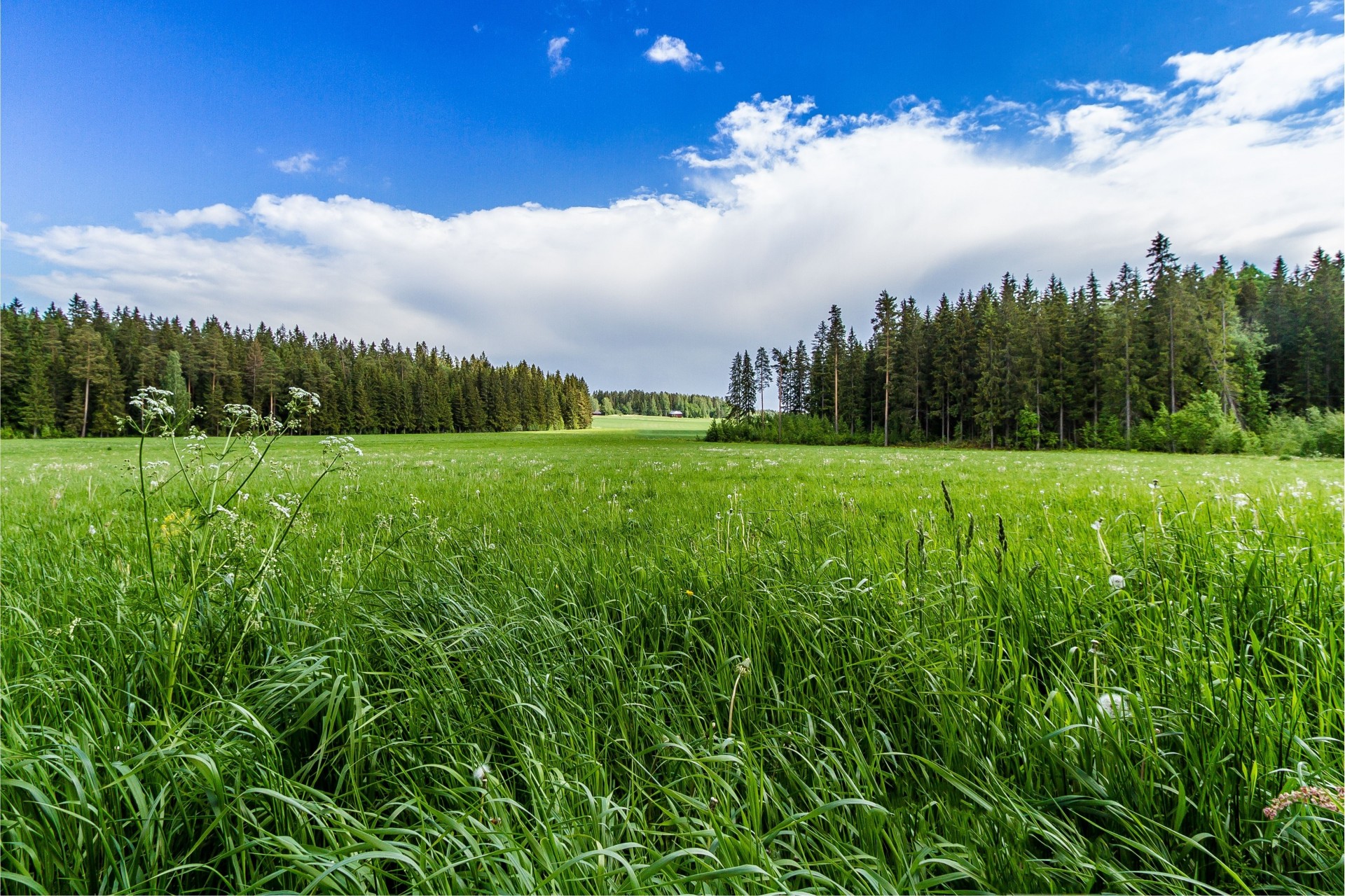 landscape tree grass forest sky the field