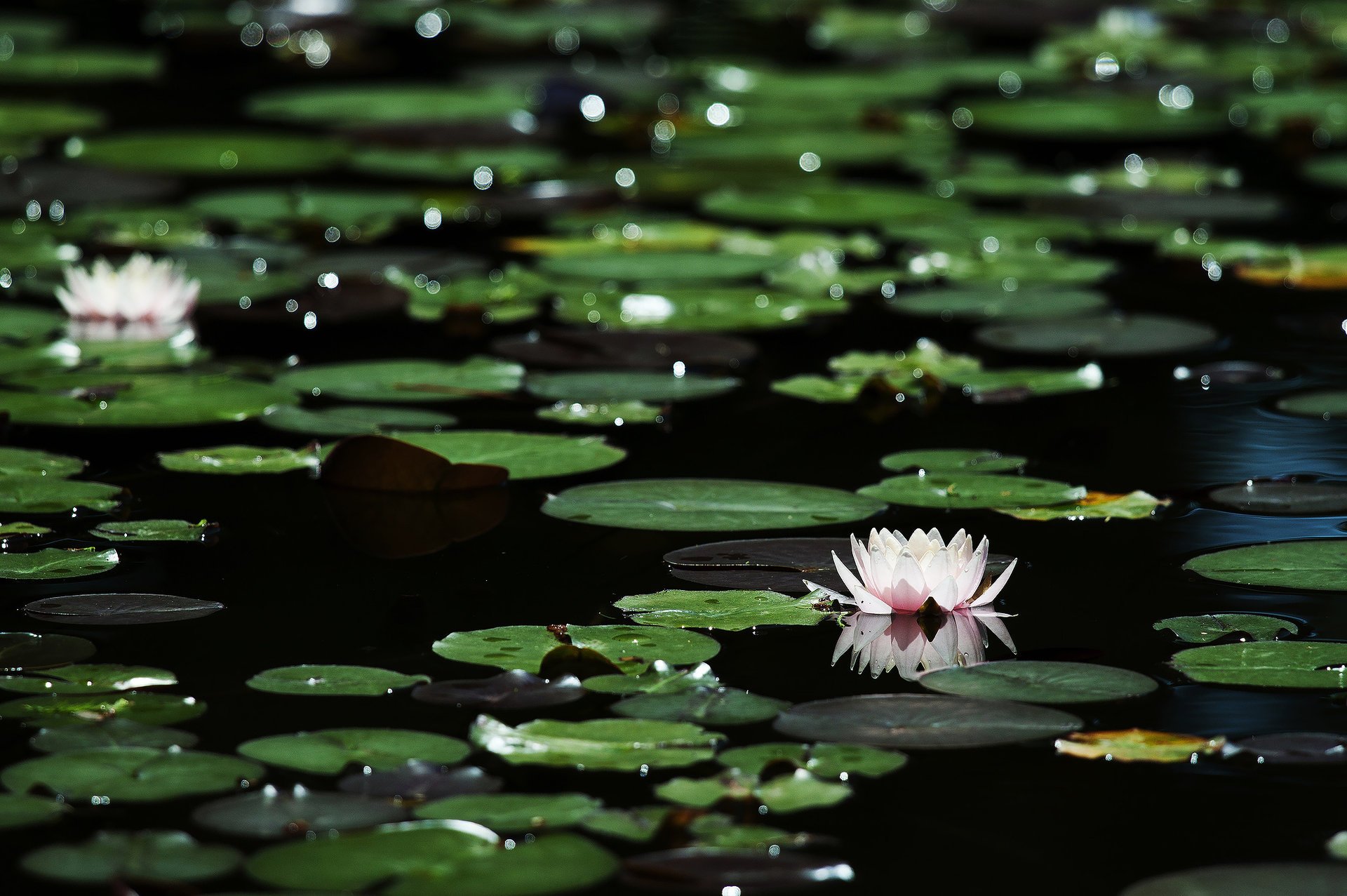 fiori bokeh acqua scura ninfee luci foglie