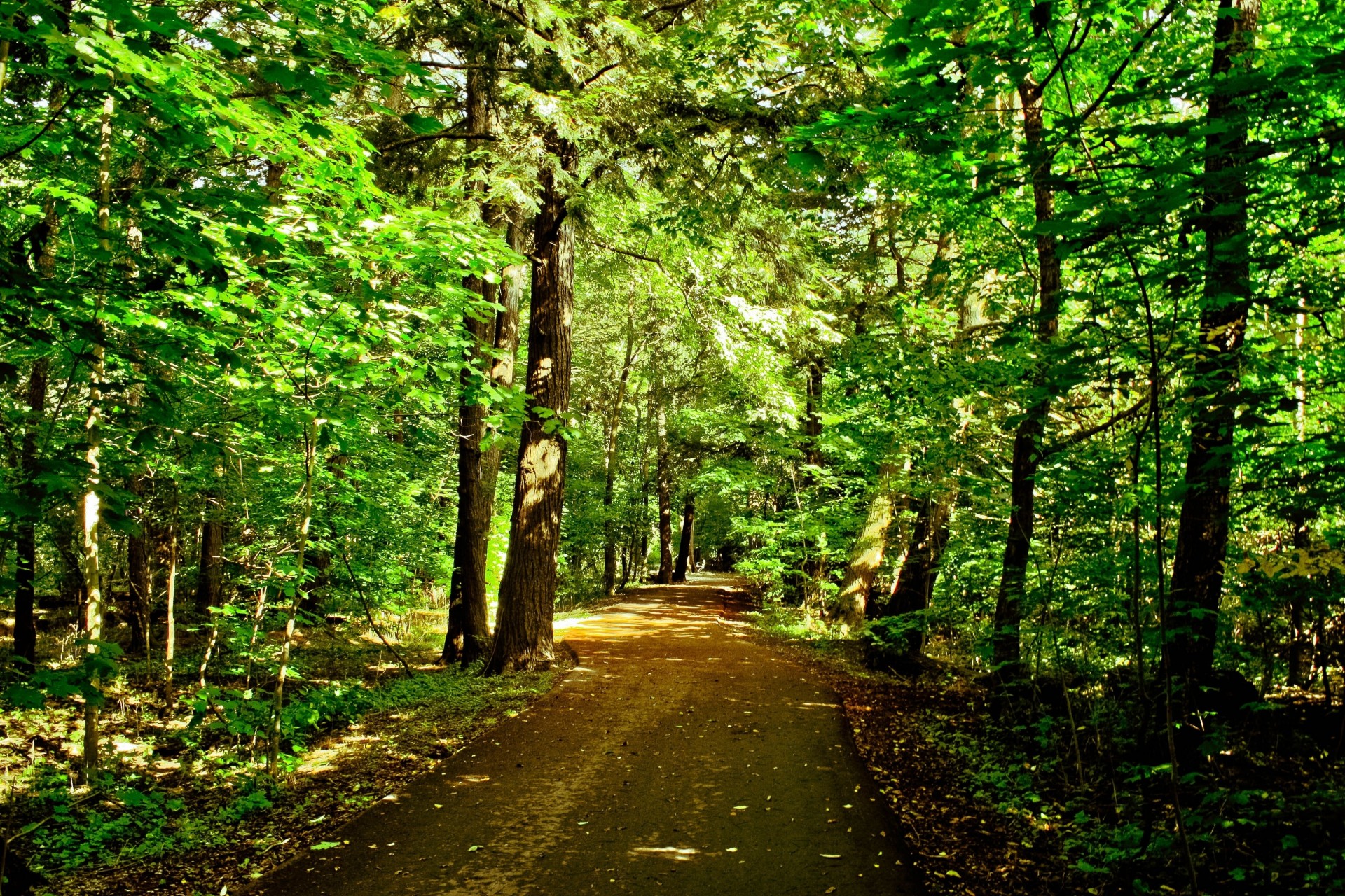 bäume wald straße natur