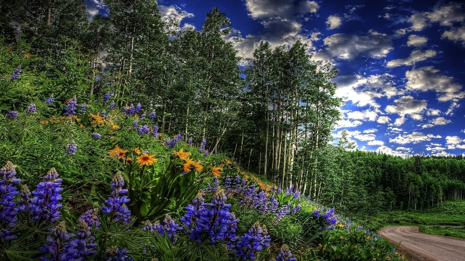 bäume gras wald blumen büsche ratlosigkeit