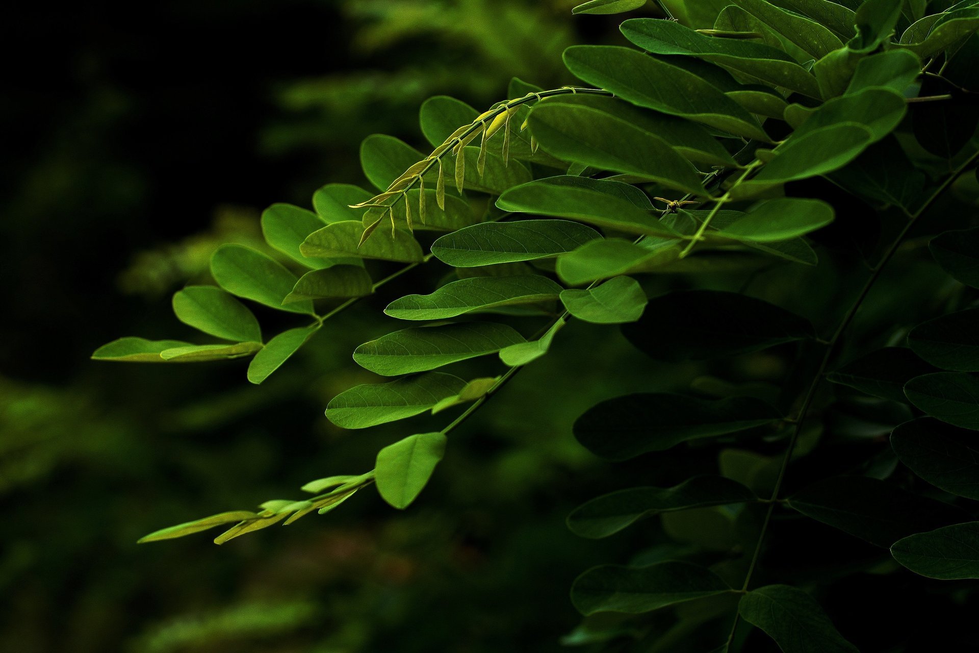 branch leaves macro green