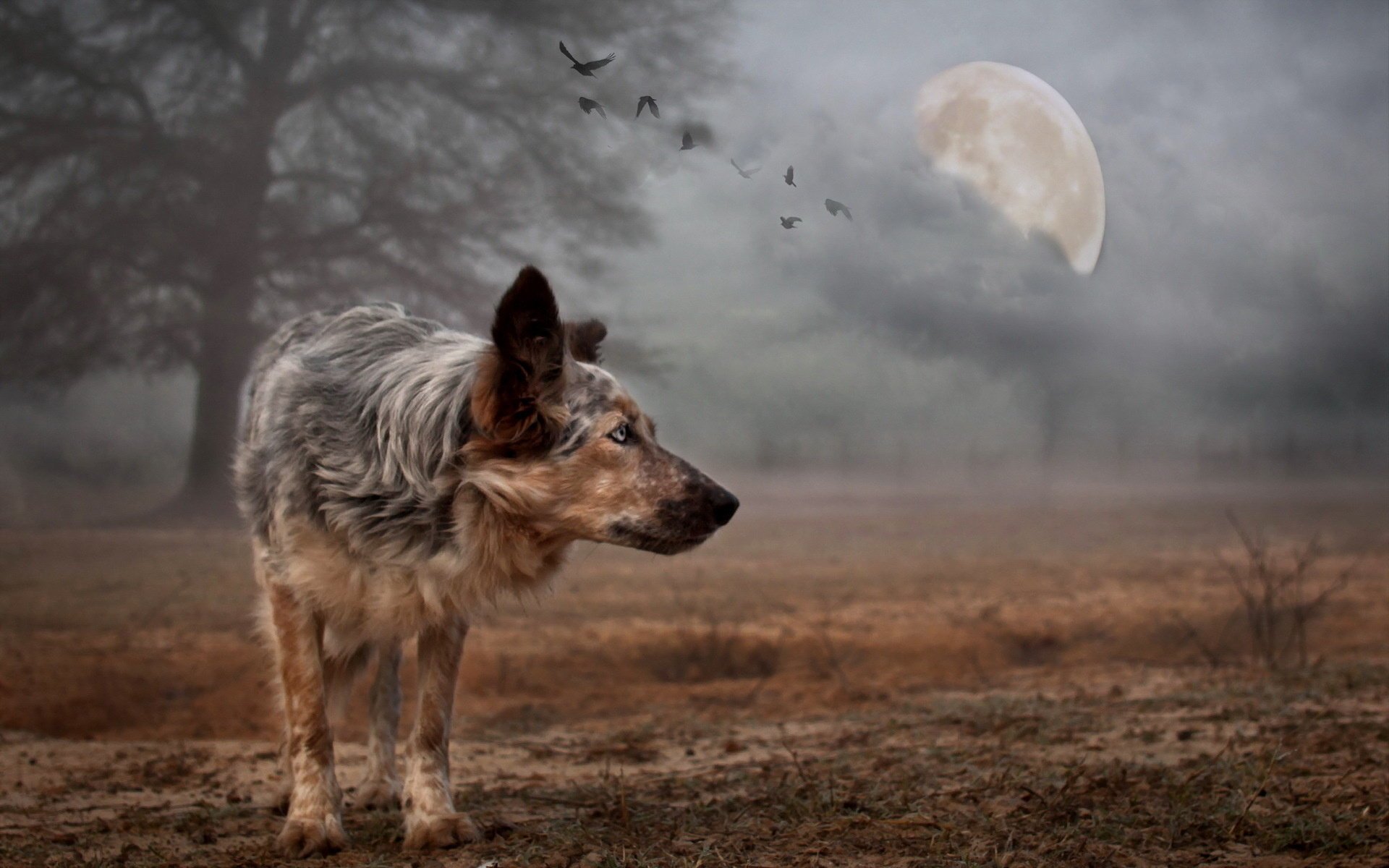 dog the moon background