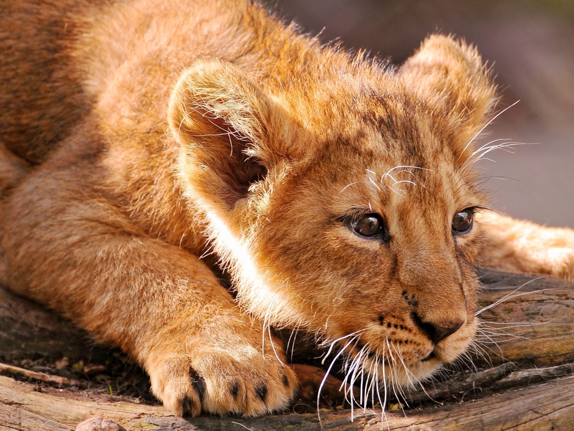 leo lion cat animal