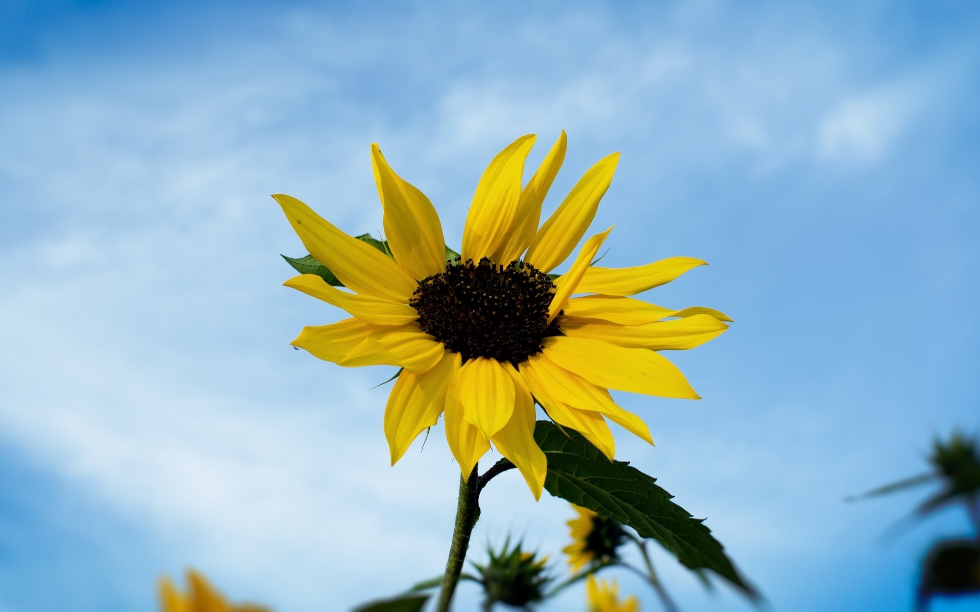 ciel tournesol