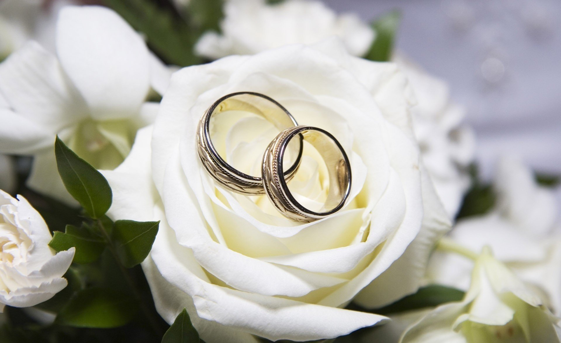 weiß hochzeit rose ringe