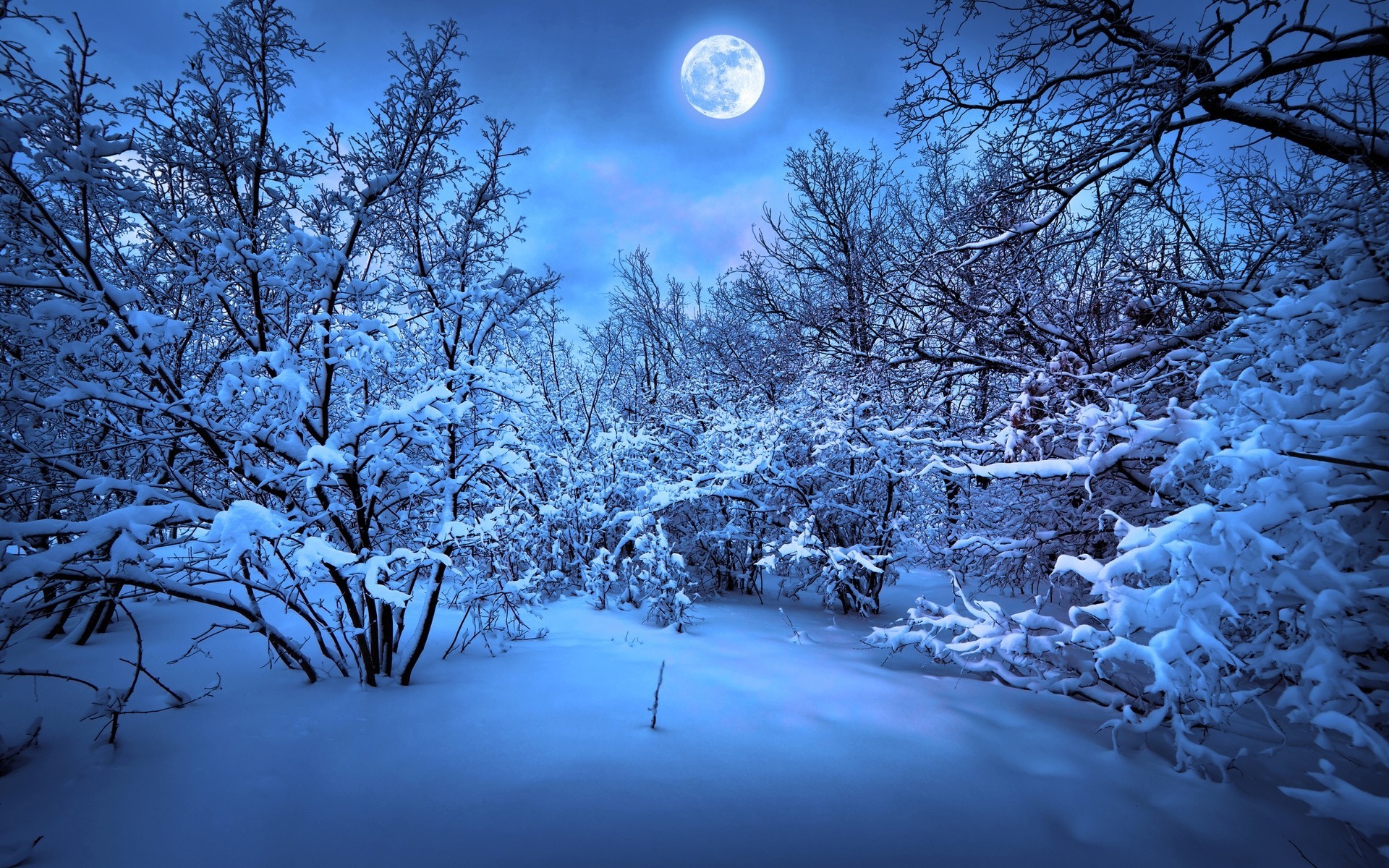 vollmond landschaft nacht bäume wald schnee winter