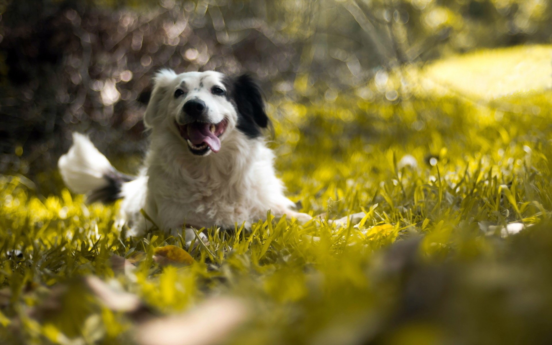 perro verano naturaleza