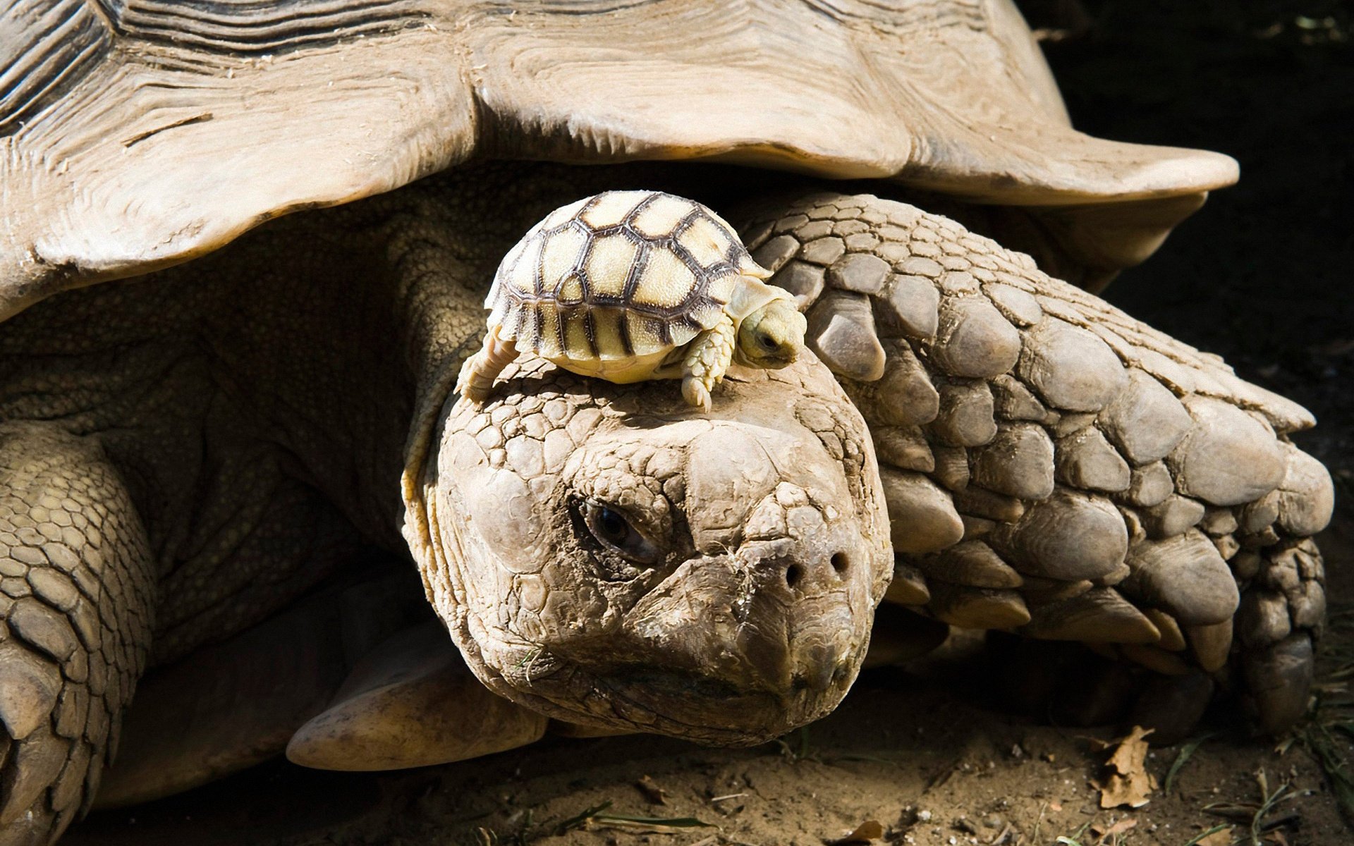 schildkröte panzer jungtier