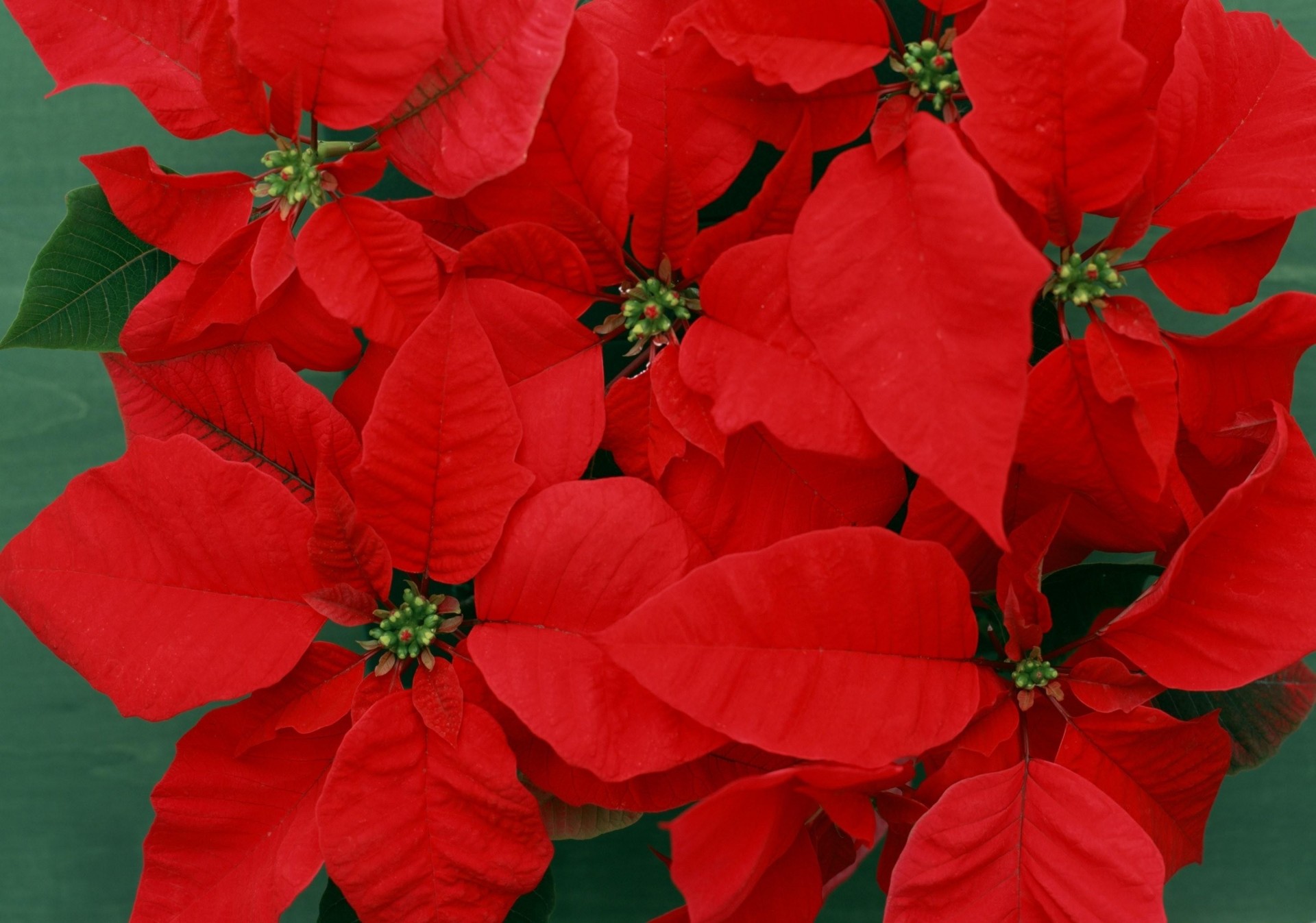 gros plan lumineux fleurs poinsettia rouge