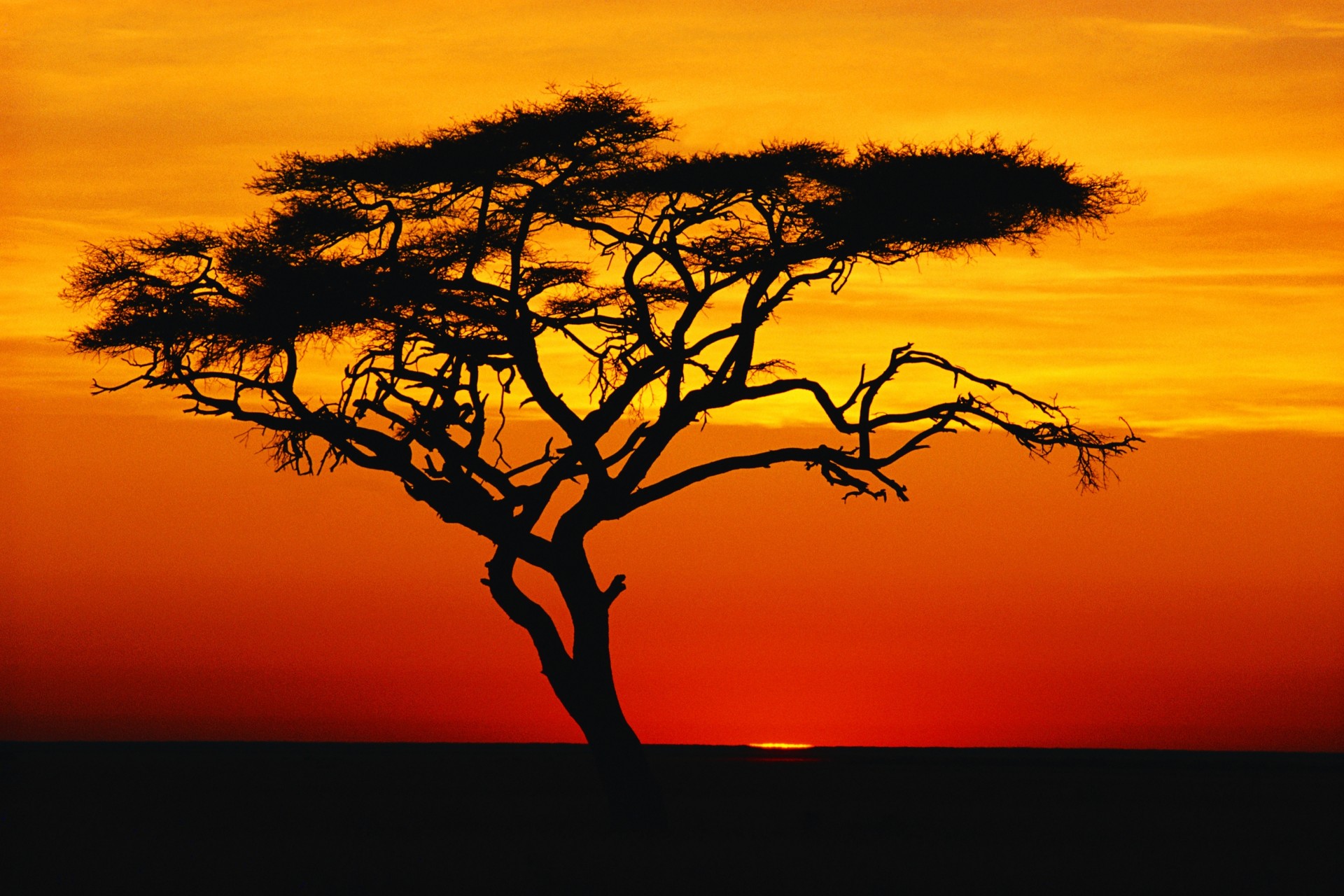 tramonto albero natura carta da parati cielo nuvole silhouette