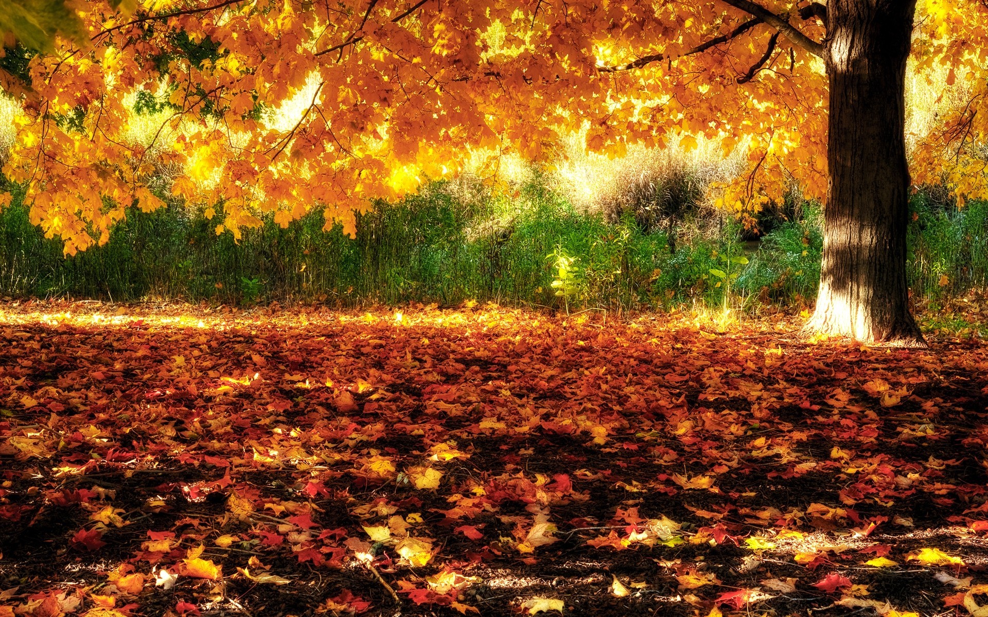 feuille automne arbres paysages forêt