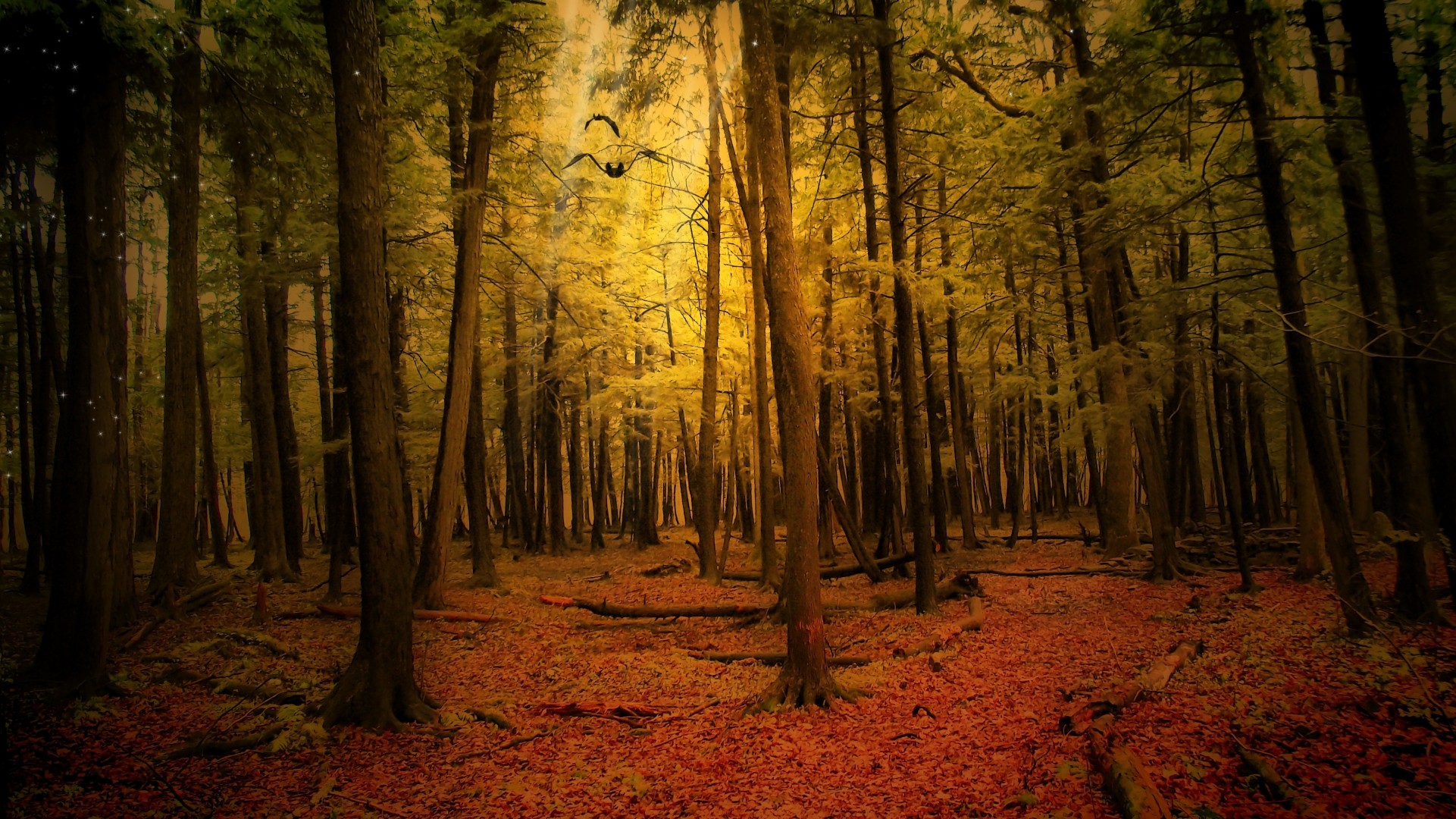 automne paysage forêt