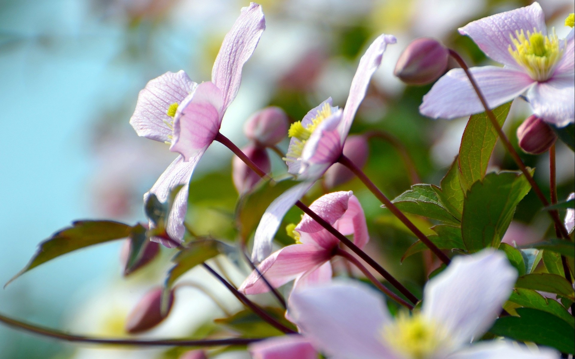 beauté été fleurs nature