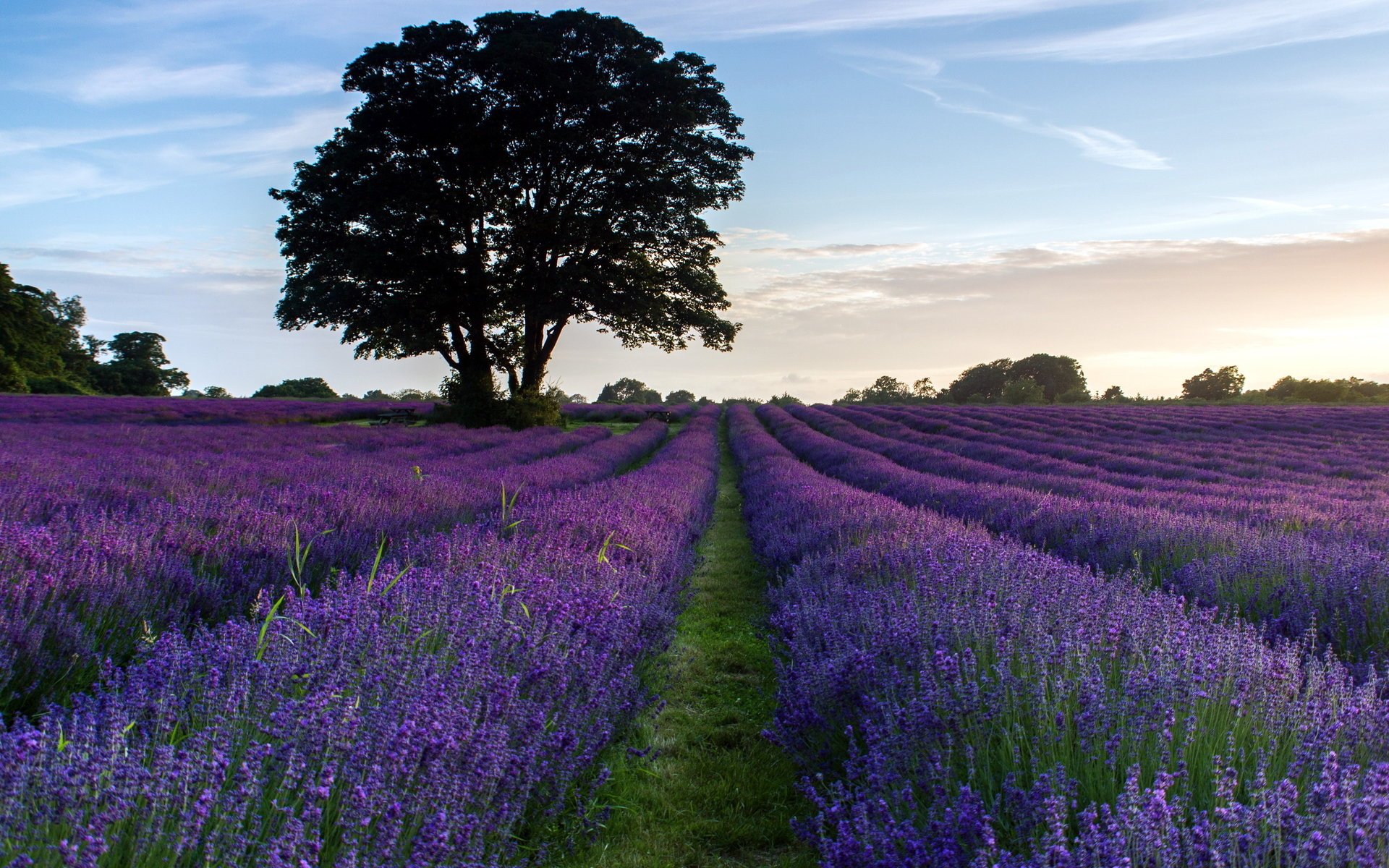 champ lavande fleurs