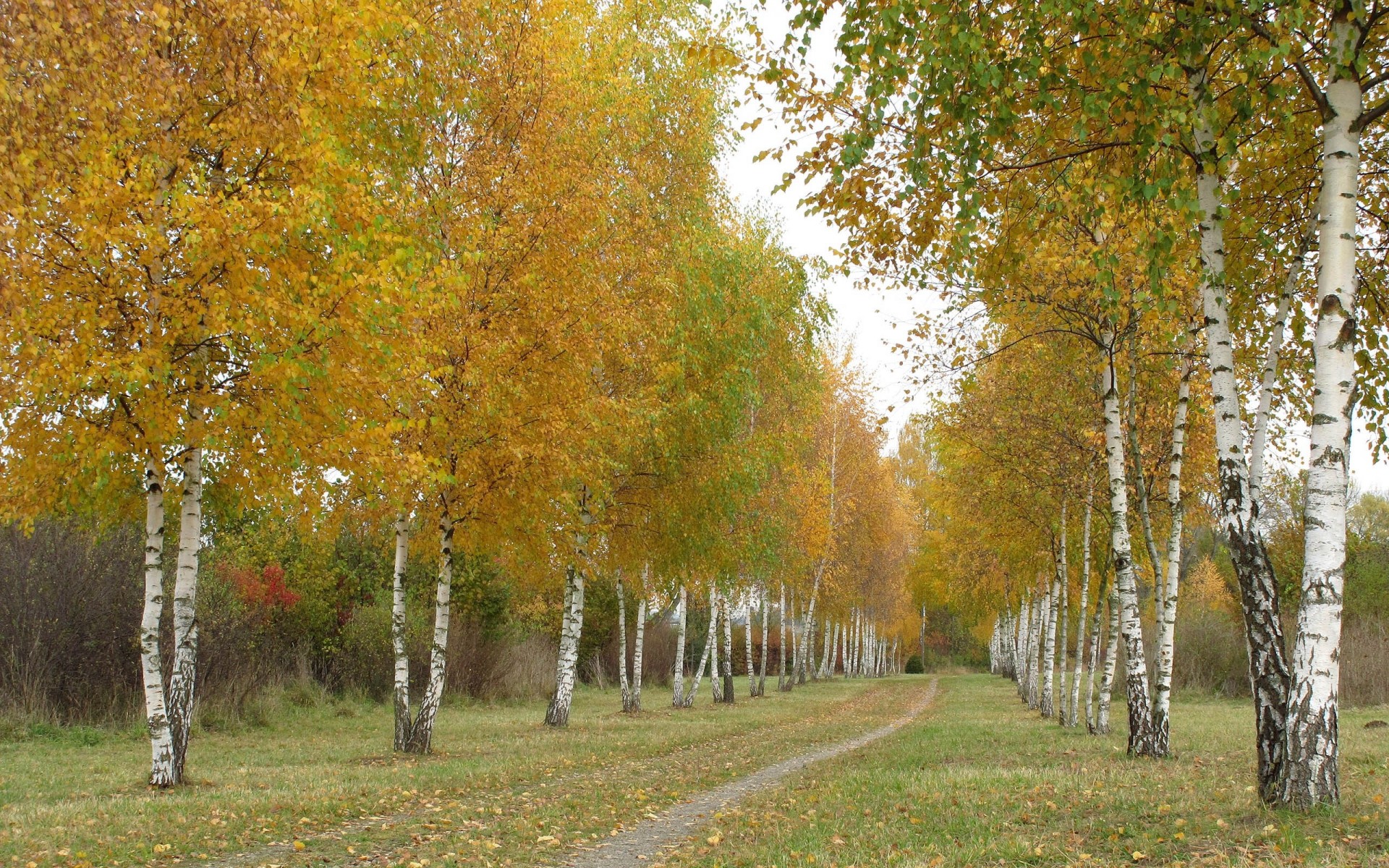 automne arbres route bouleau